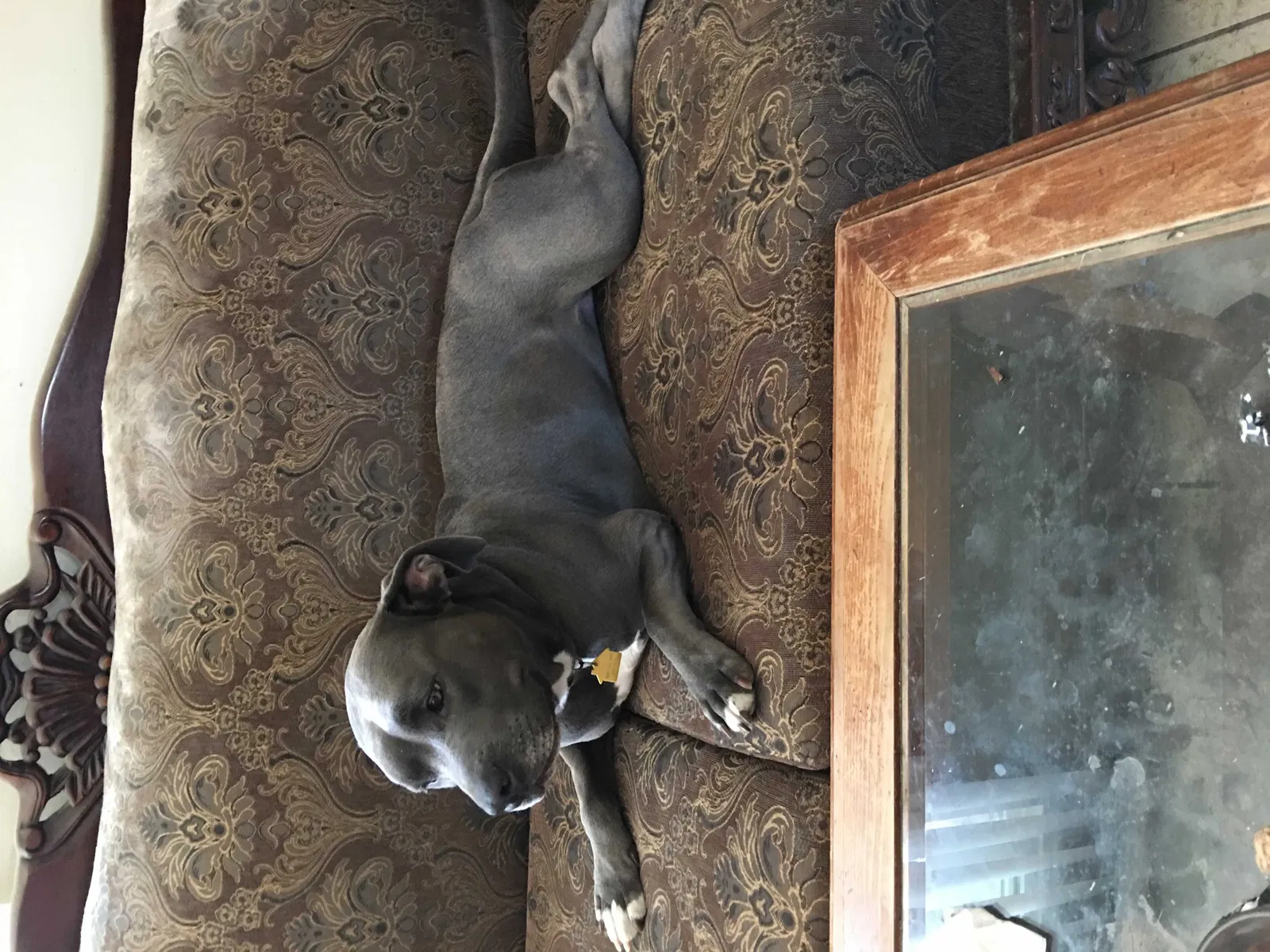 Lost dog in San Antonio, TX, 78207