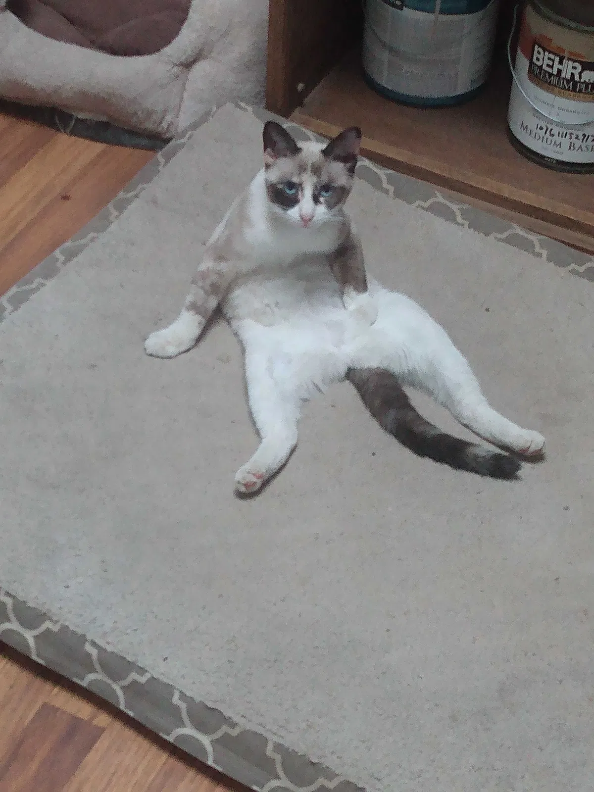 Lost cat in Martinez, CA, 94553