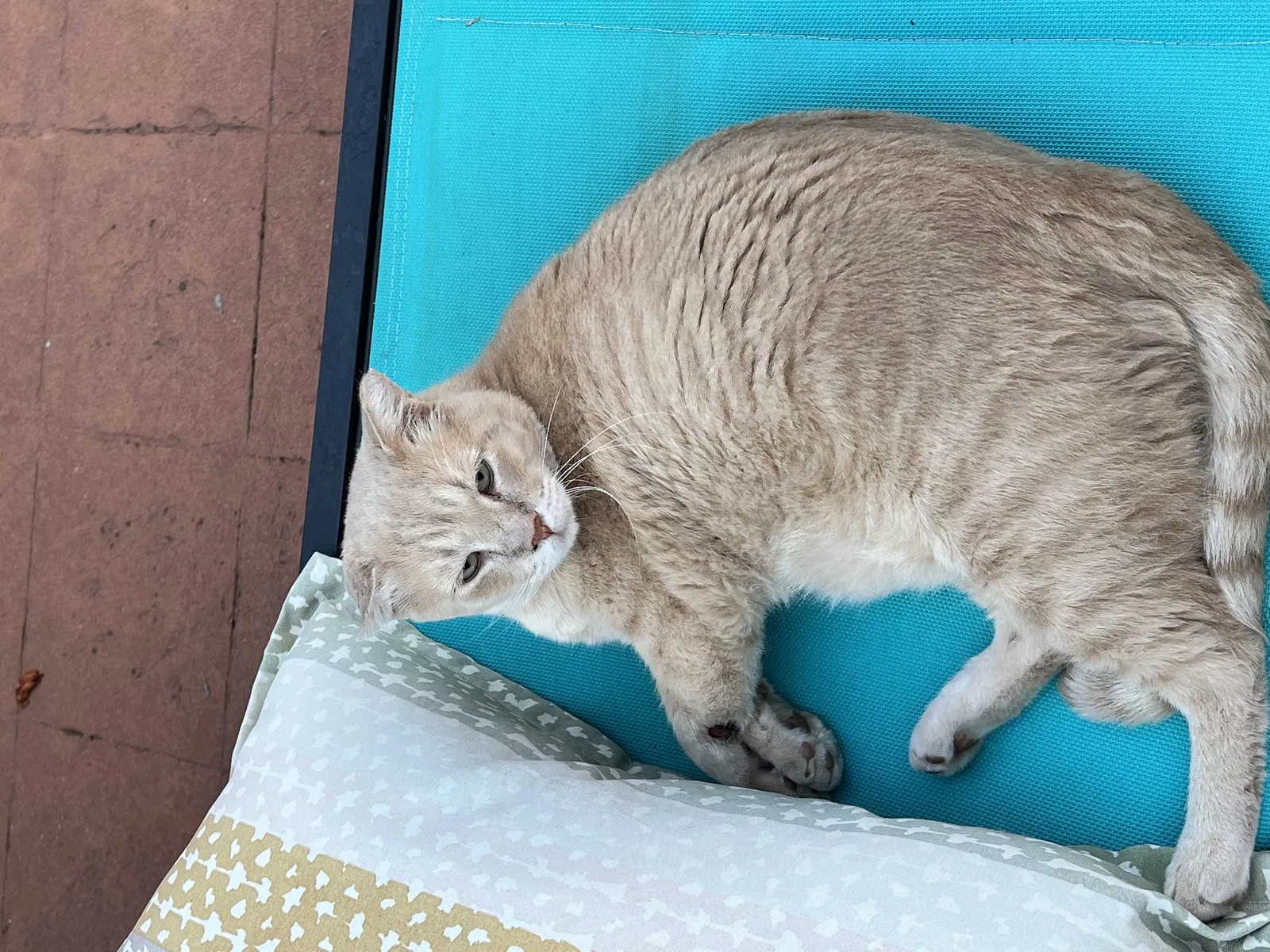 Lost cat in Edmond, OK, 73025