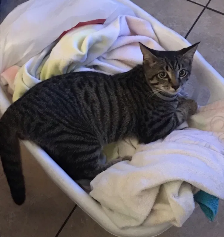Lost cat in Orlando, FL, 32828
