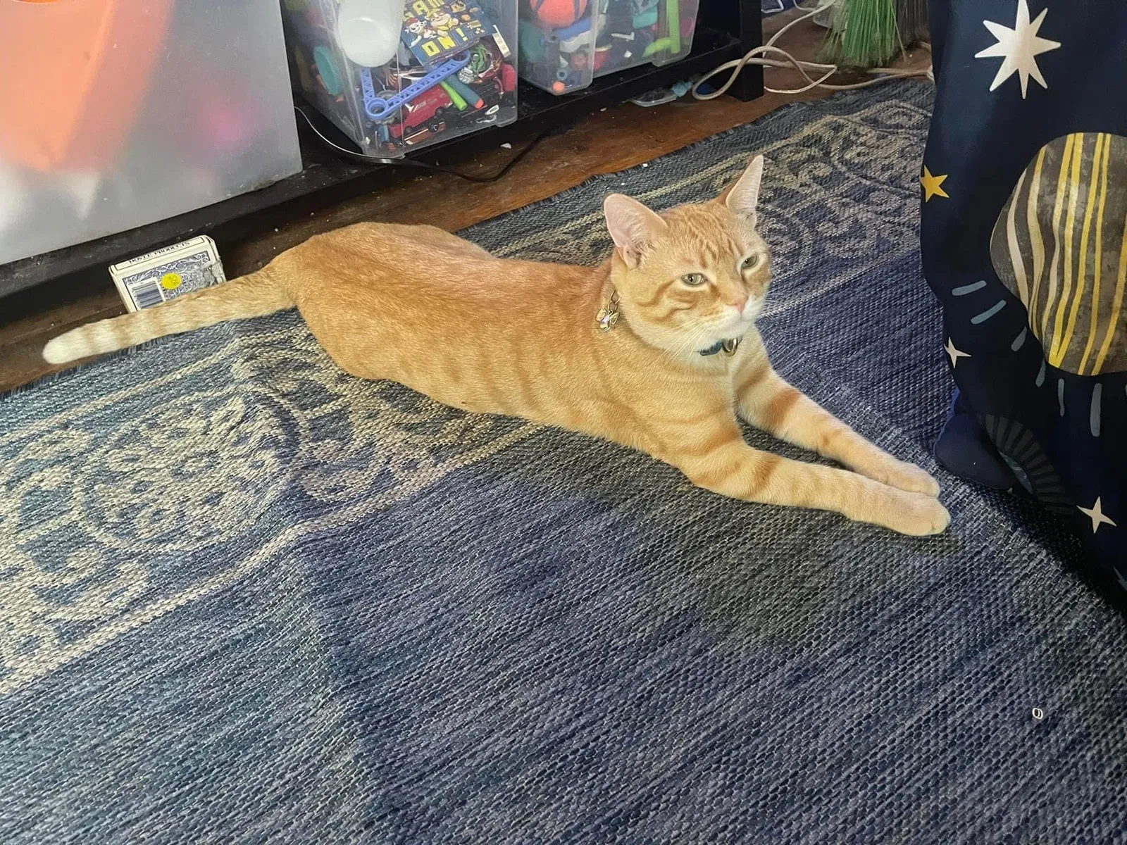 Lost cat in Newcastle, OK, 73065