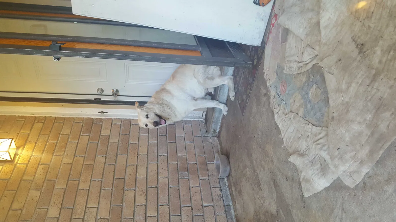 Found dog in Sperry, OK, 74073