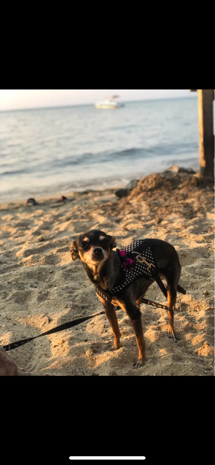 Lost dog in Elk Grove, CA, 95758