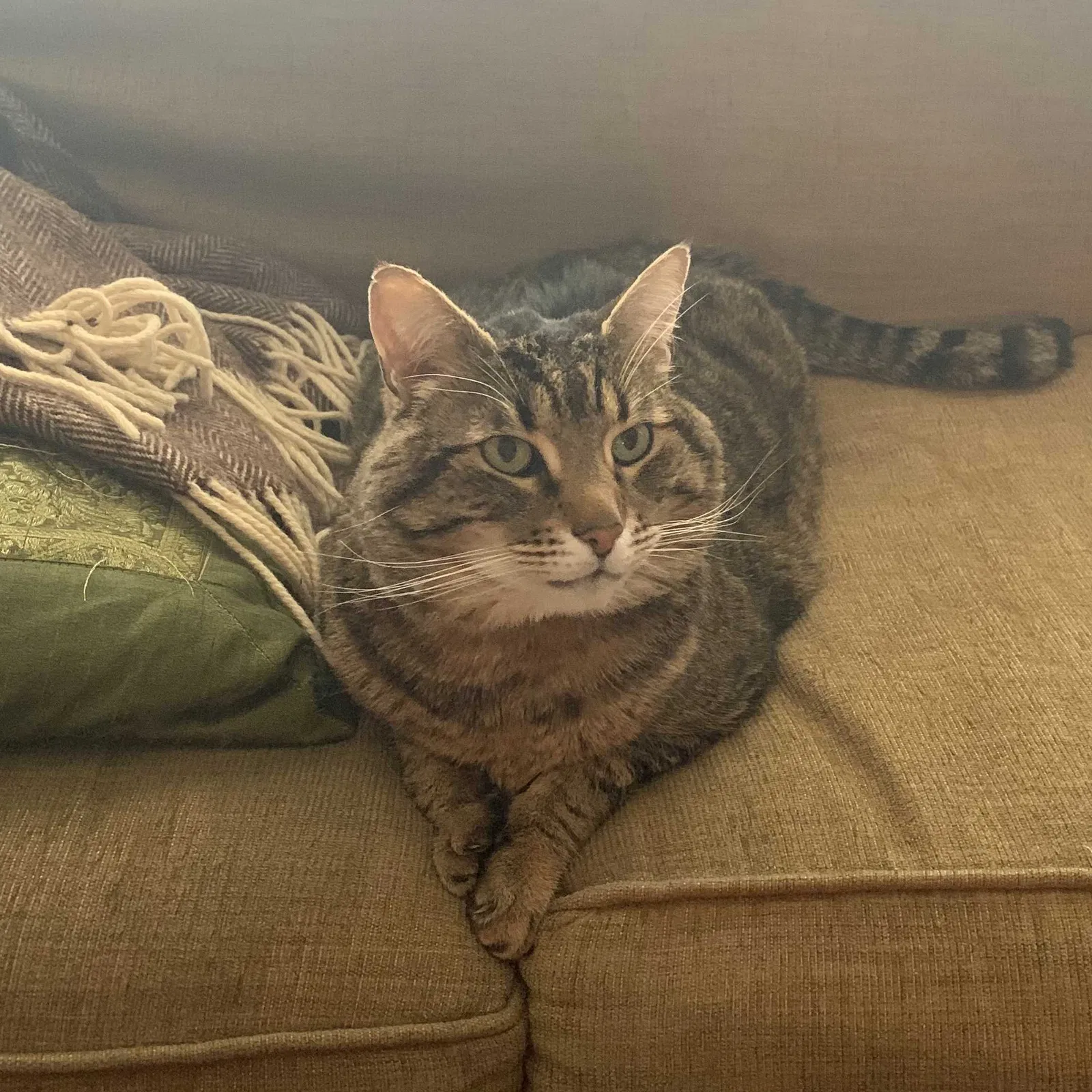 Lost cat in Seattle, WA, 98144