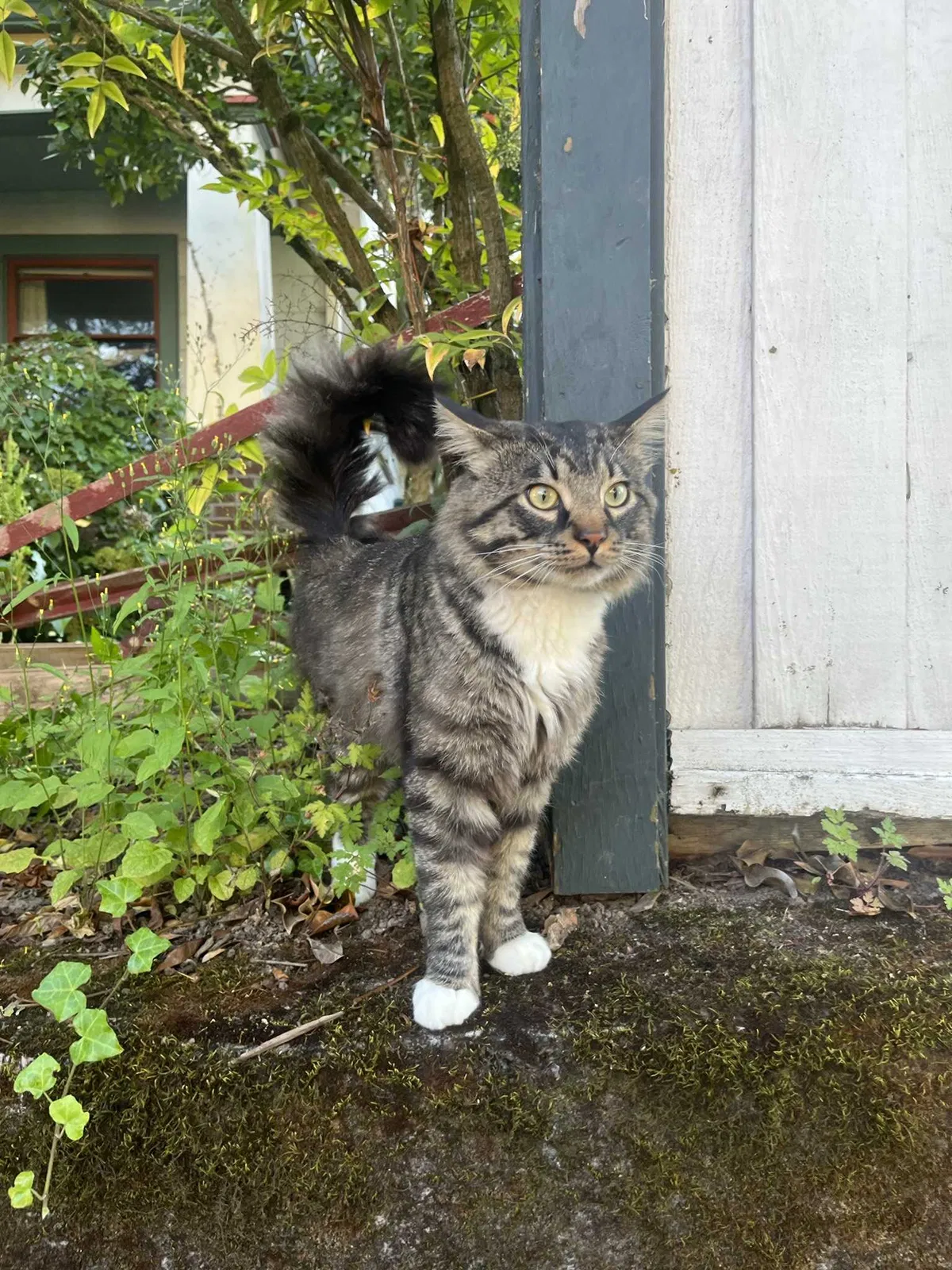 Lost cat in Portland, OR, 97215