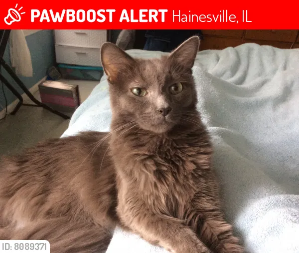 Lost cat in Grayslake, IL, 60030
