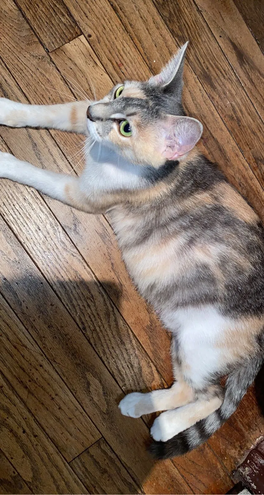 Lost cat in Huntington Beach, CA, 92648