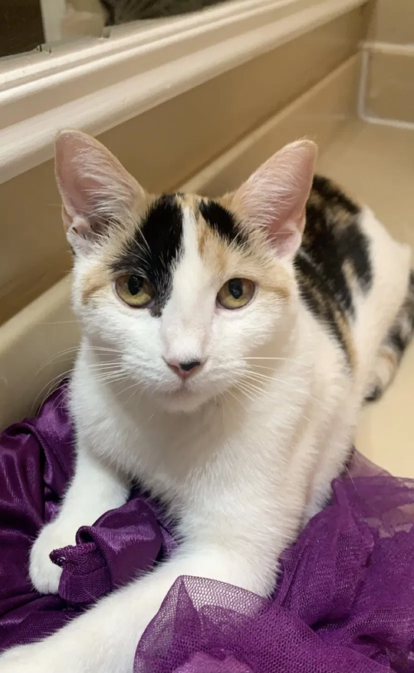 Lost cat in Mcallen, TX, 78504