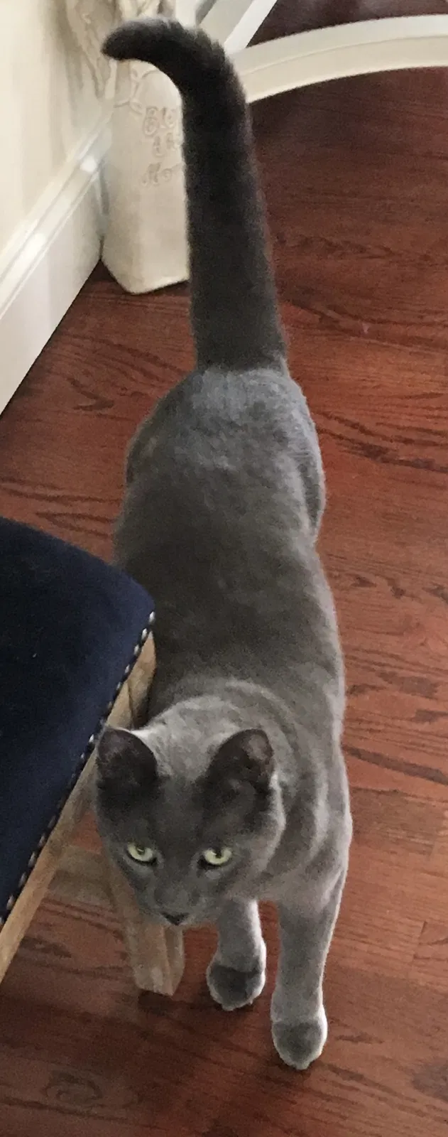 Lost cat in Cornwall, NY, 12518