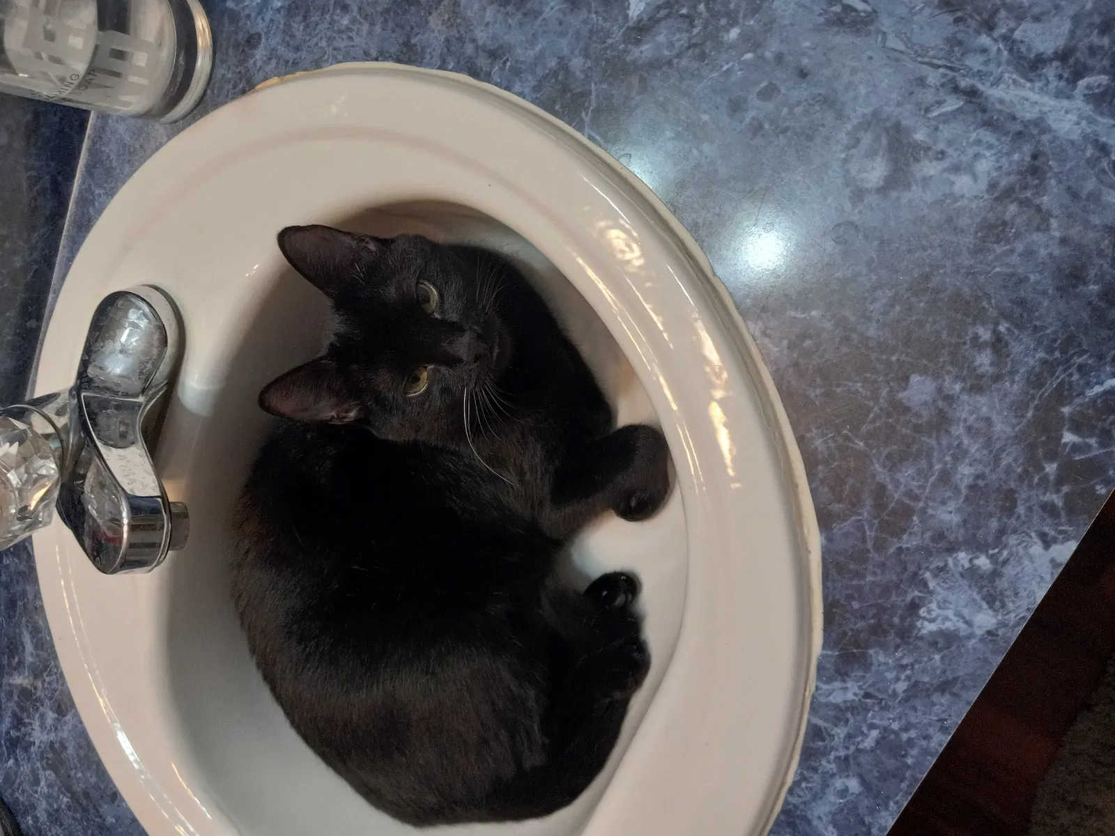 Lost cat in Ocala, FL, 34482