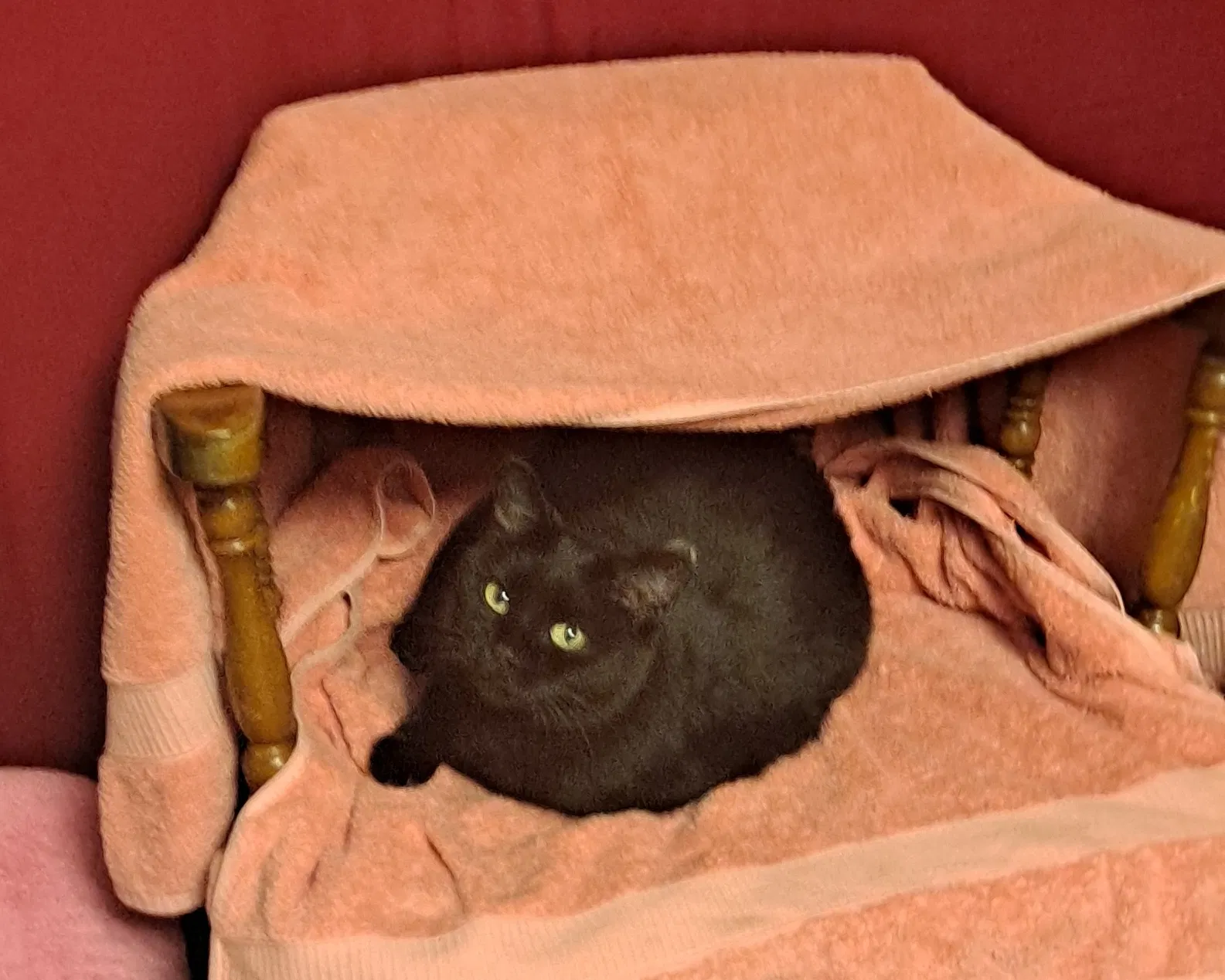 Lost cat in Minneapolis, MN, 55427