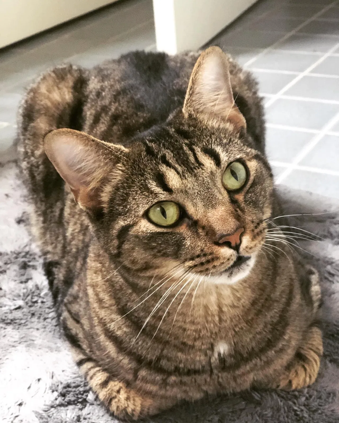 Lost cat in Eden, NC, 27288