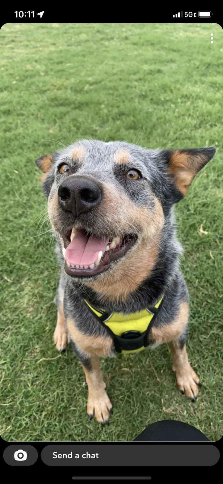 Lost dog in Fort Worth, TX, 76132