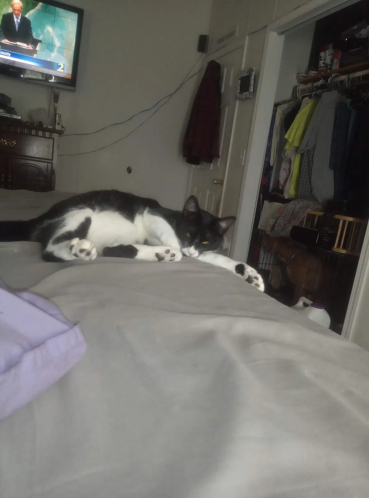 Lost cat in Jefferson, GA, 30549