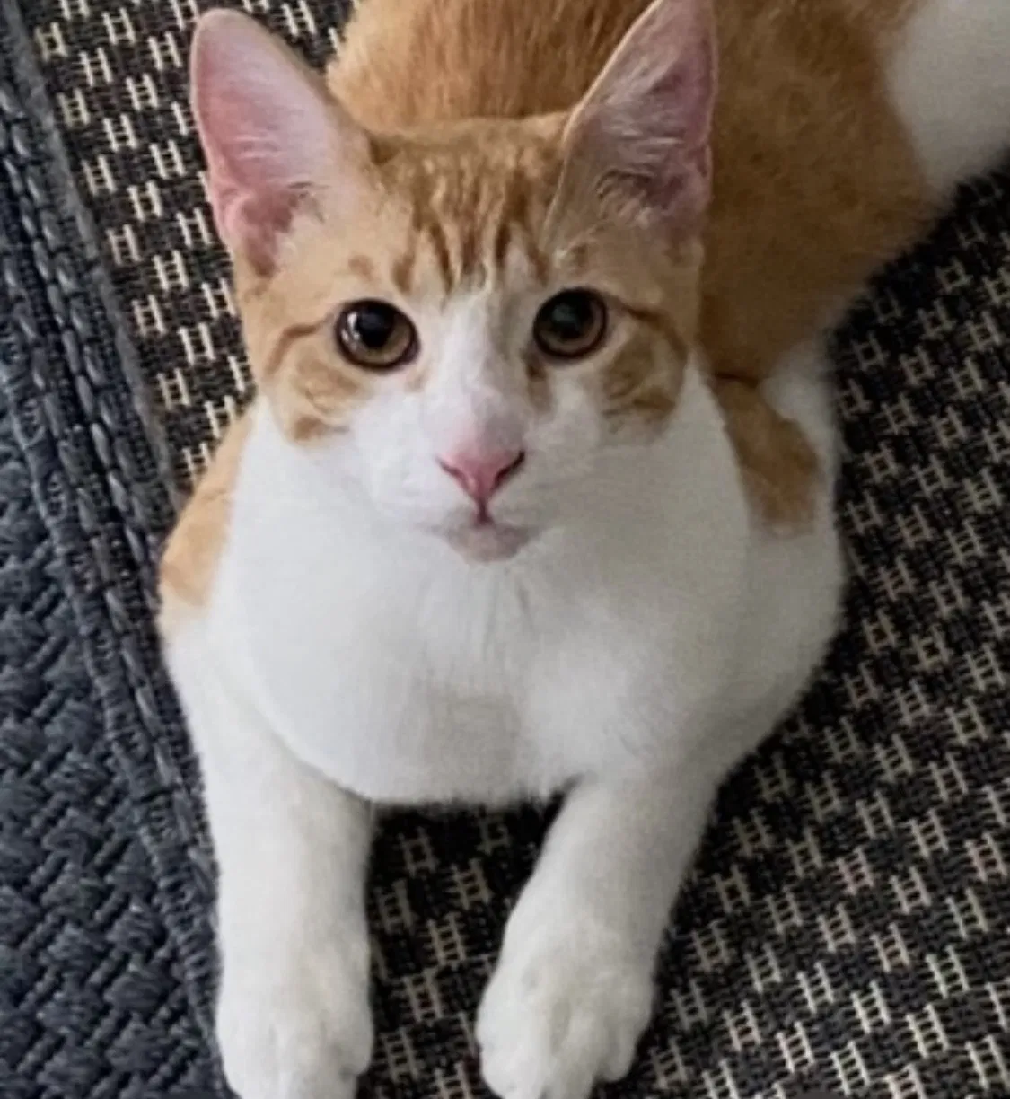 Lost cat in Beverly Shores, IN, 46301