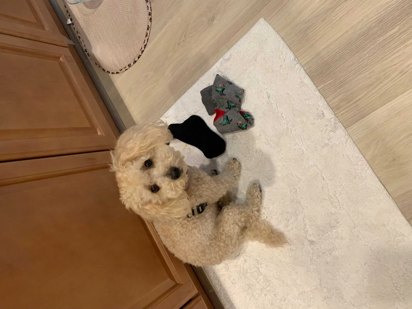 Lost dog in Port Saint Lucie, FL, 34983