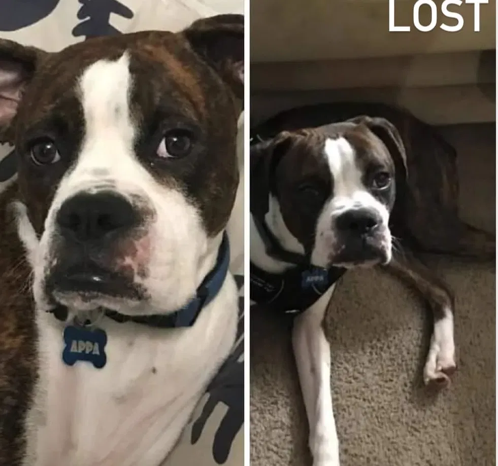Lost dog in Norwalk, CA, 90650