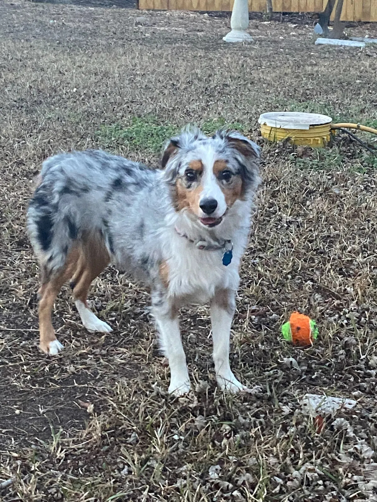 Lost dog in Rancho Cucamonga, CA, 91701