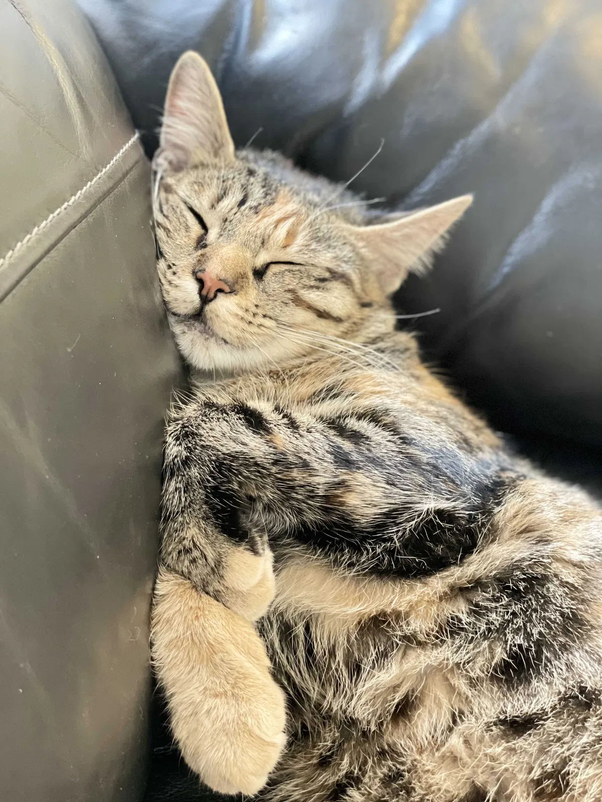 Lost cat in Brooklyn, NY, 11206