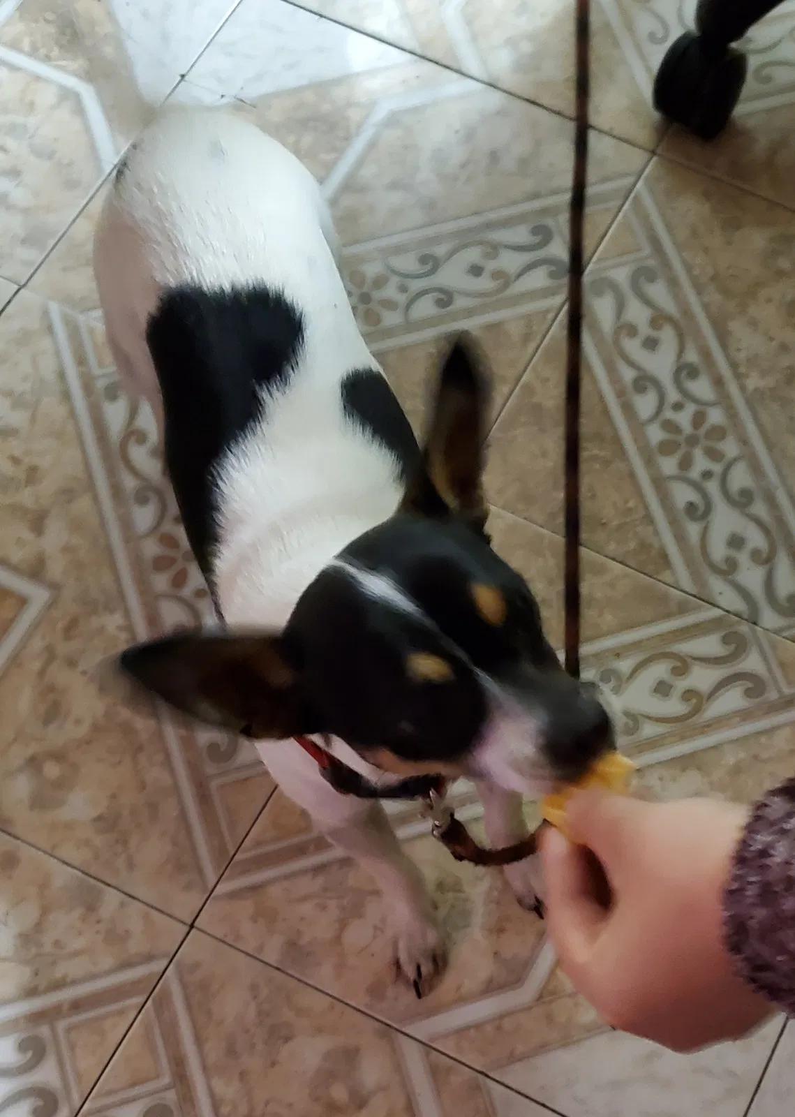 Lost dog in San Antonio, TX, 78245