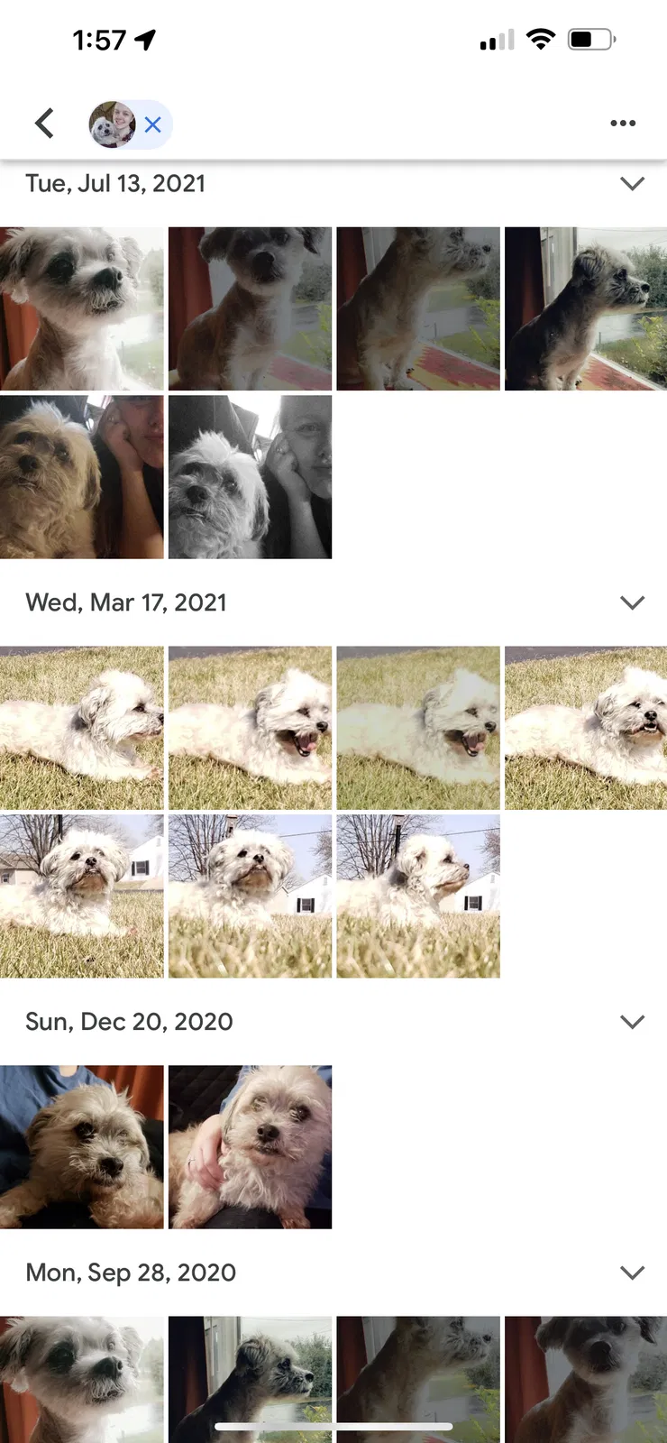 Lost dog in Northwood, OH, 43619