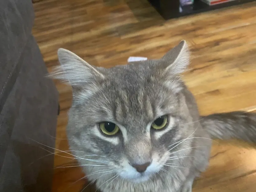 Lost cat in Vancouver, WA, 98662