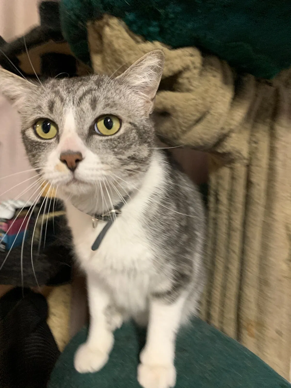 Lost cat in San Diego, CA, 92117