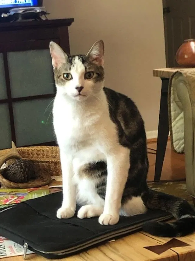 Lost cat in Anthony, FL, 32617