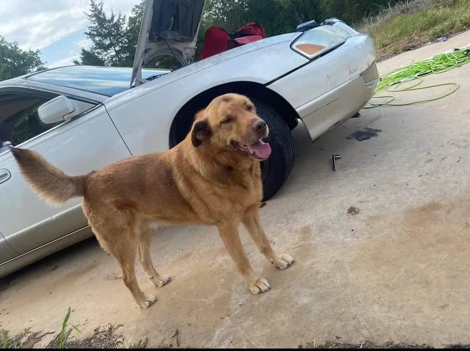 Lost dog in Noble, OK, 73068