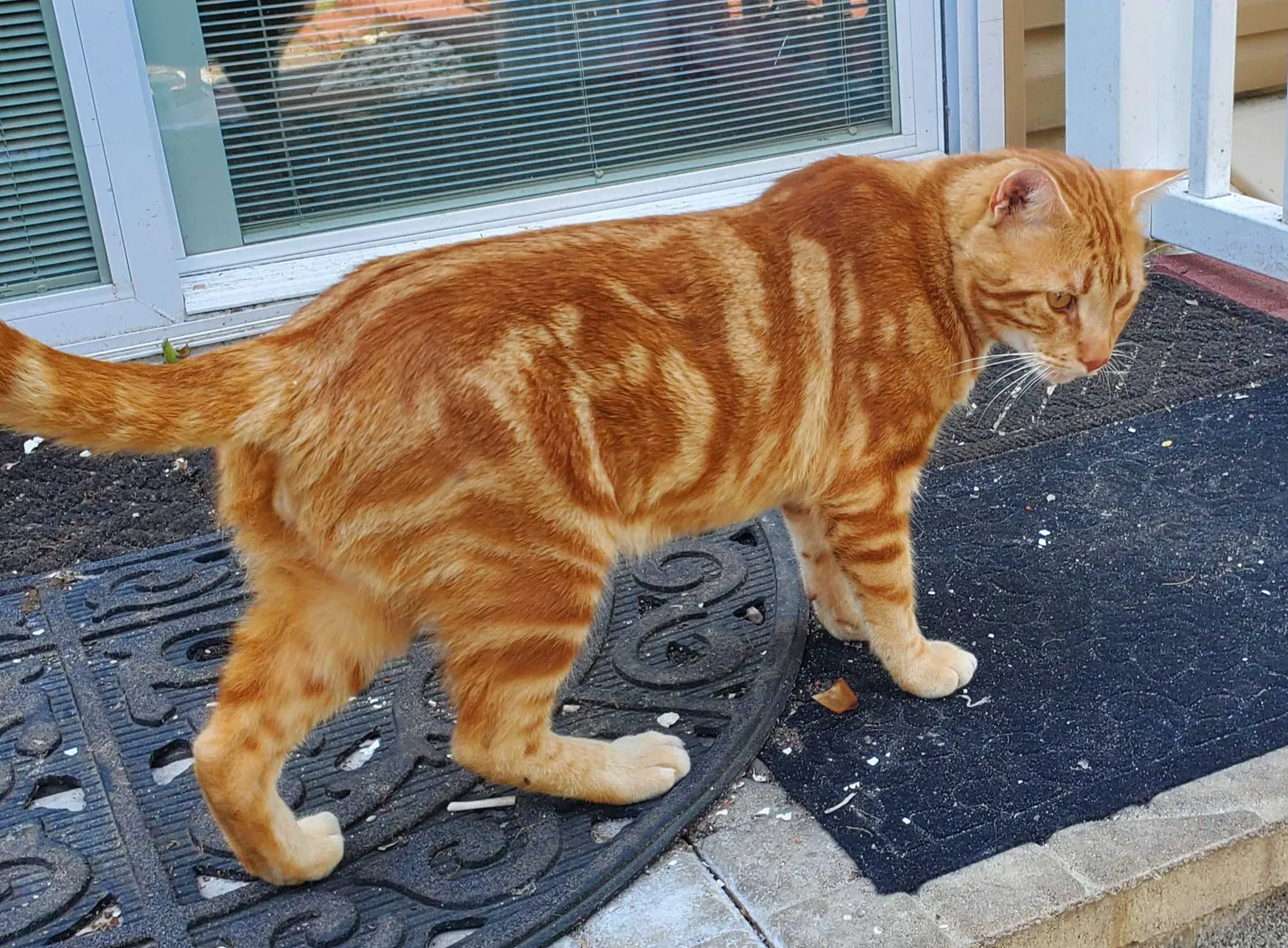 Lost cat in West Hempstead, NY, 11552