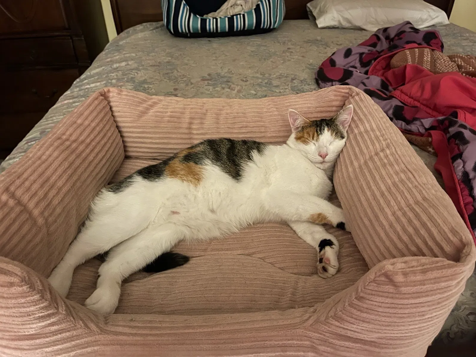 Lost cat in Puyallup, WA, 98375