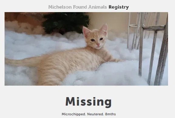 Lost cat in San Antonio, TX, 78263