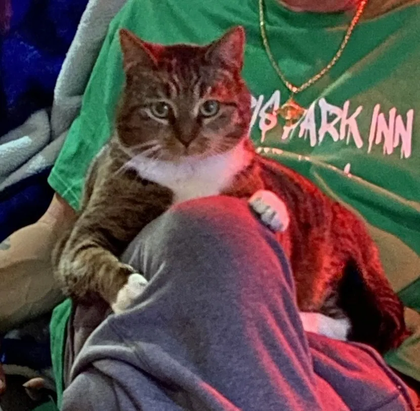 Lost cat in Bronx, NY, 10462