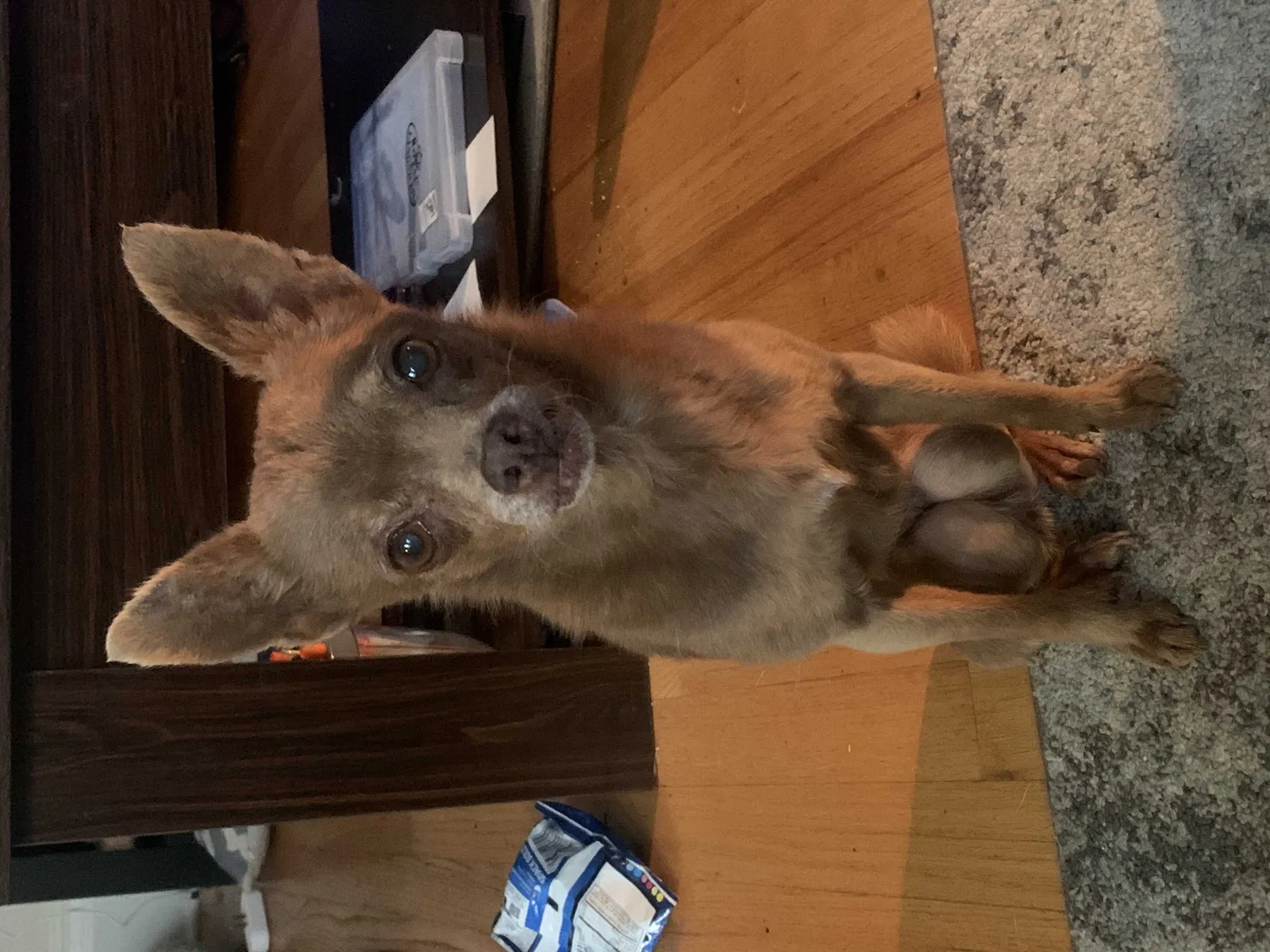 Lost dog in Chattanooga, TN, 37403
