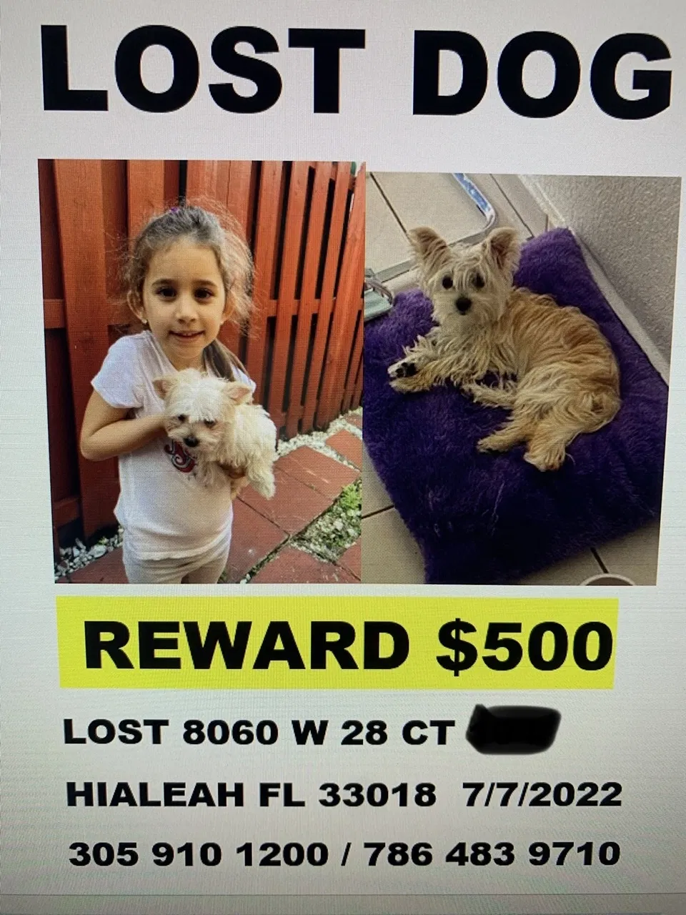 Lost dog in Hialeah, FL, 33018