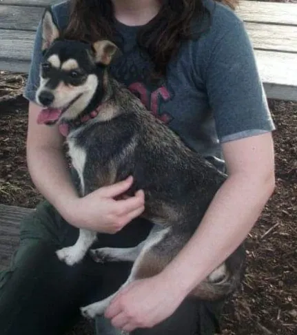 Lost dog in Miami, FL, 33186