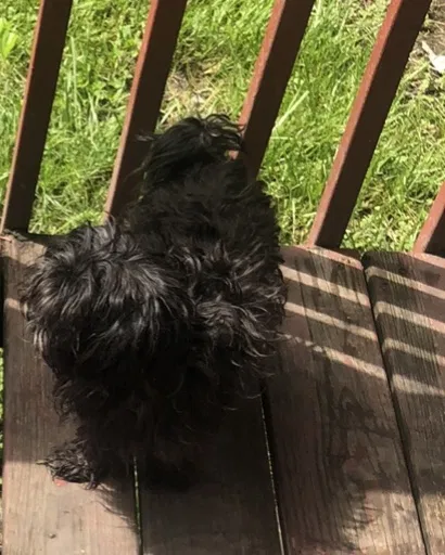 Lost dog in Cleveland, OH, 44135