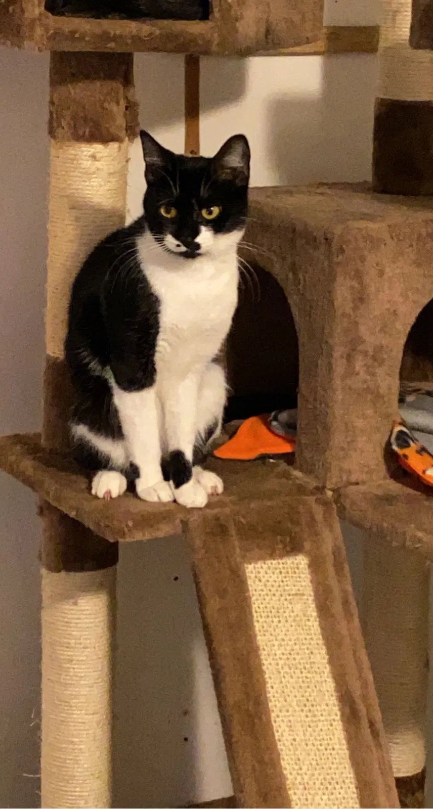 Lost cat in Woodinville, WA, 98072