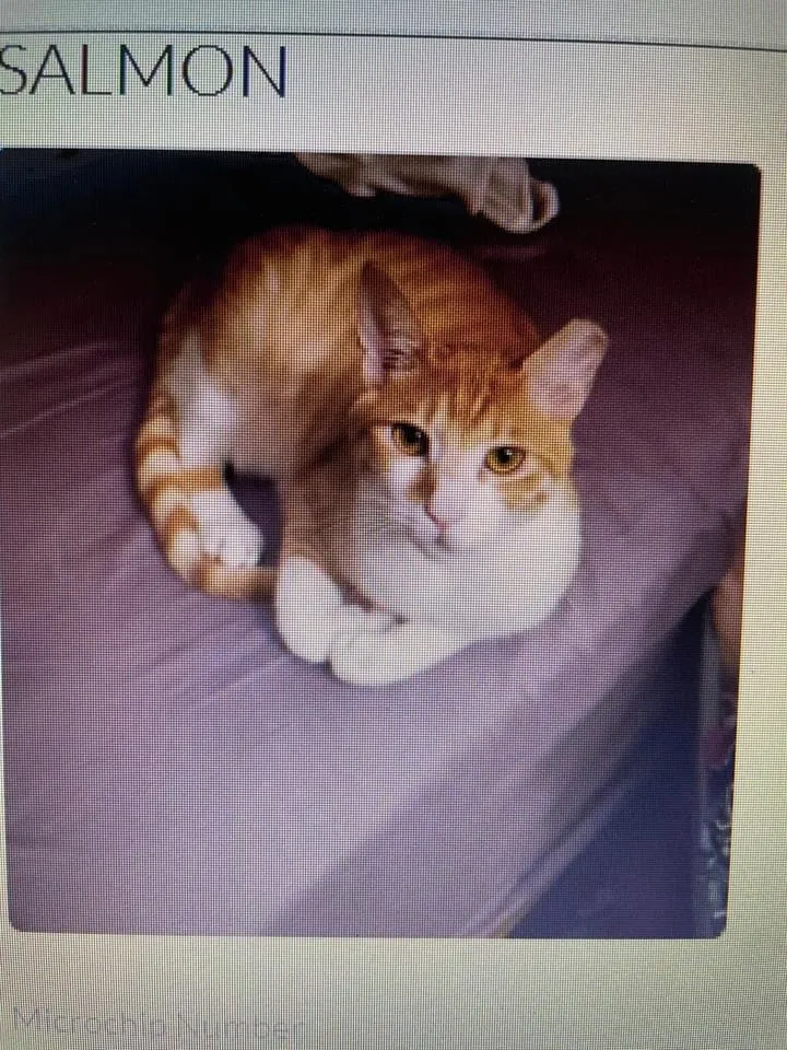 Lost cat in Fort Campbell, KY, 42223