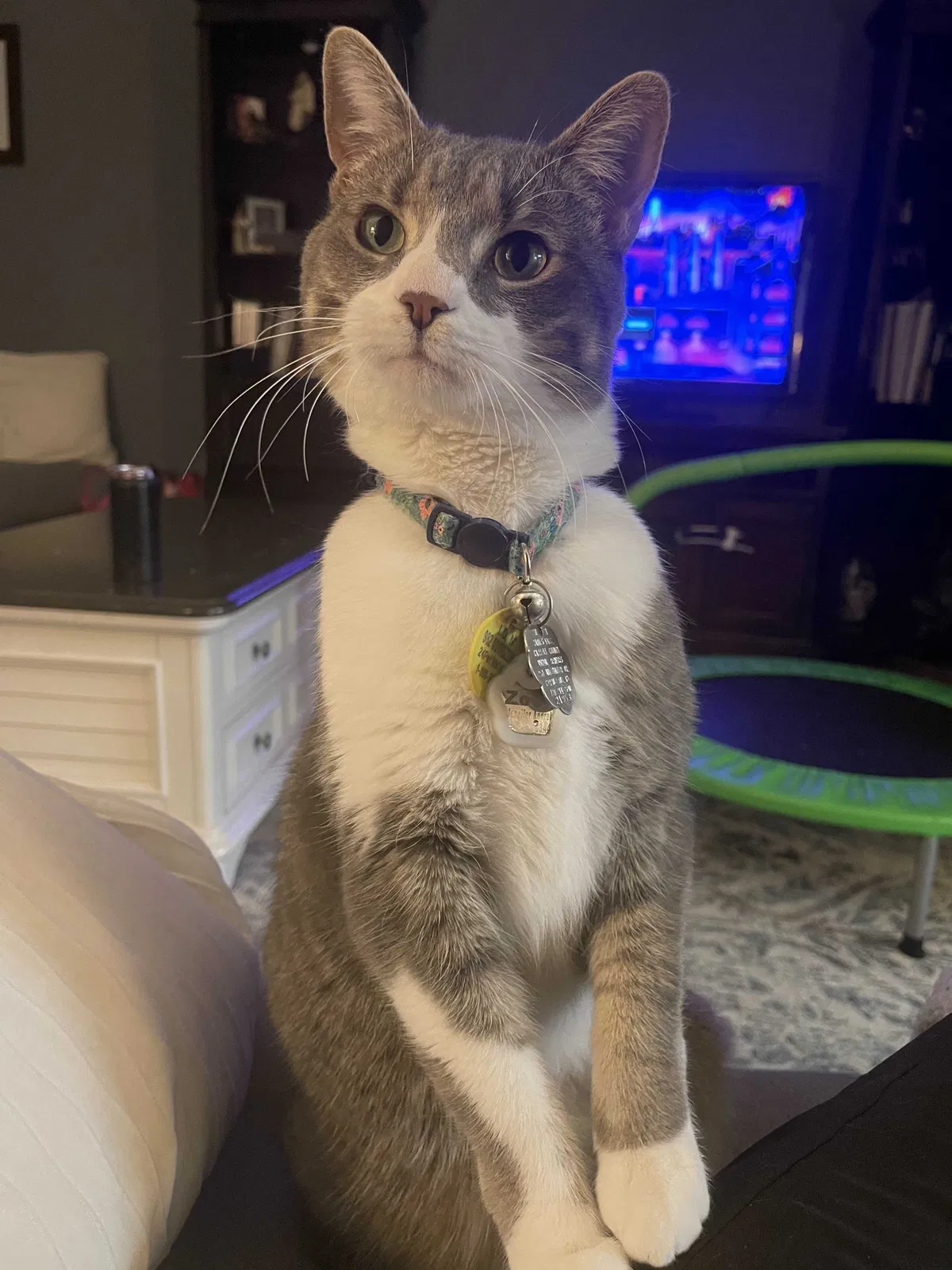 Lost cat in Villa Rica, GA, 30180