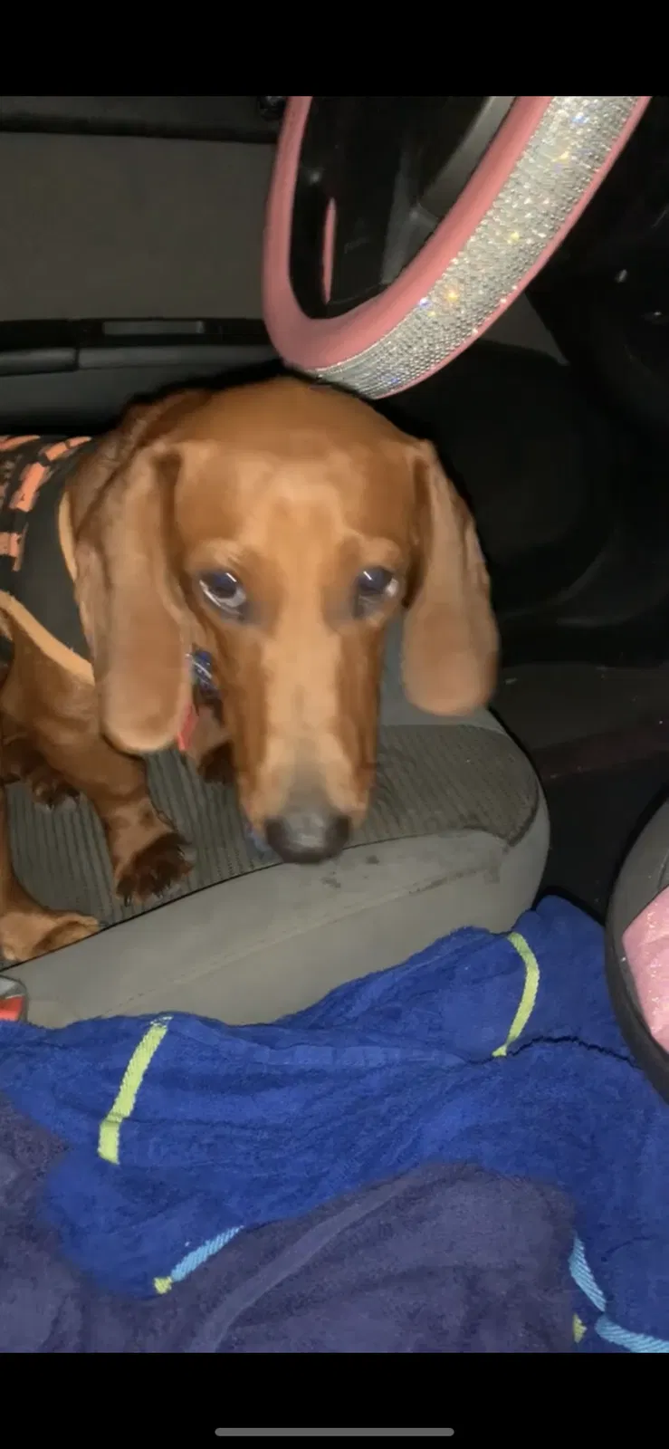 Lost dog in Corpus Christi, TX, 78415