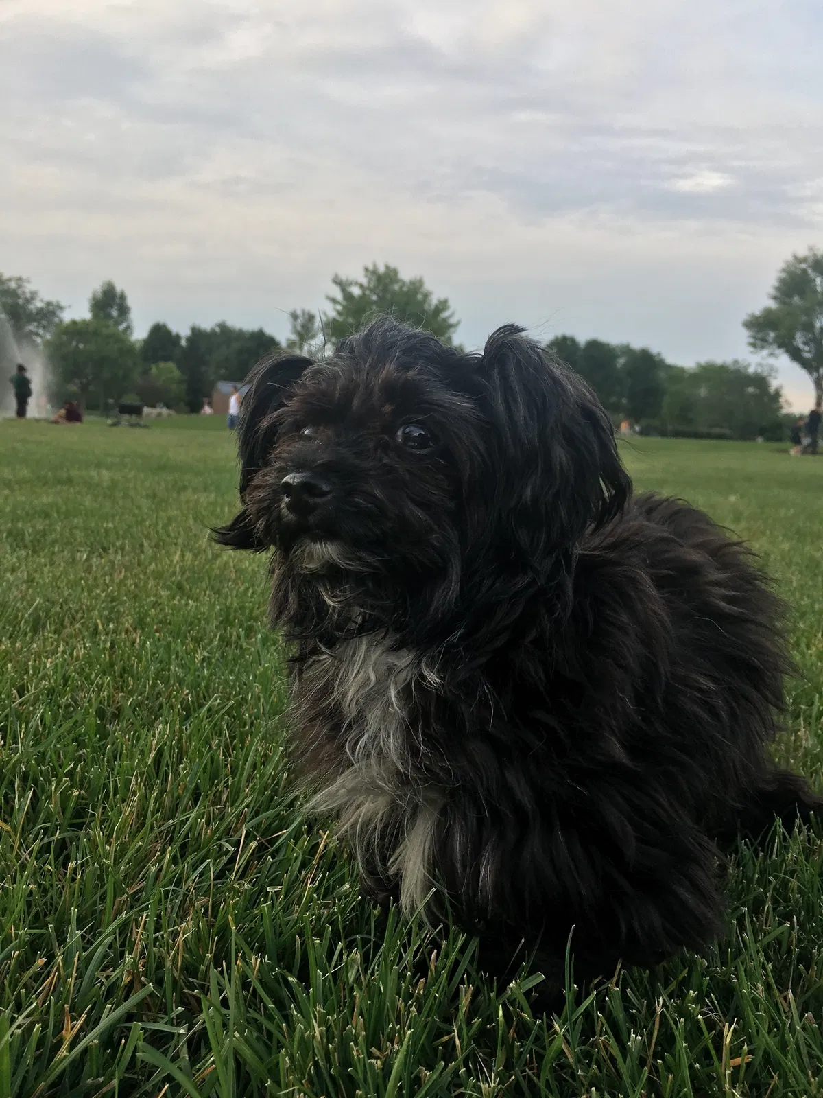 Lost dog in Fort Wayne, IN, 46804