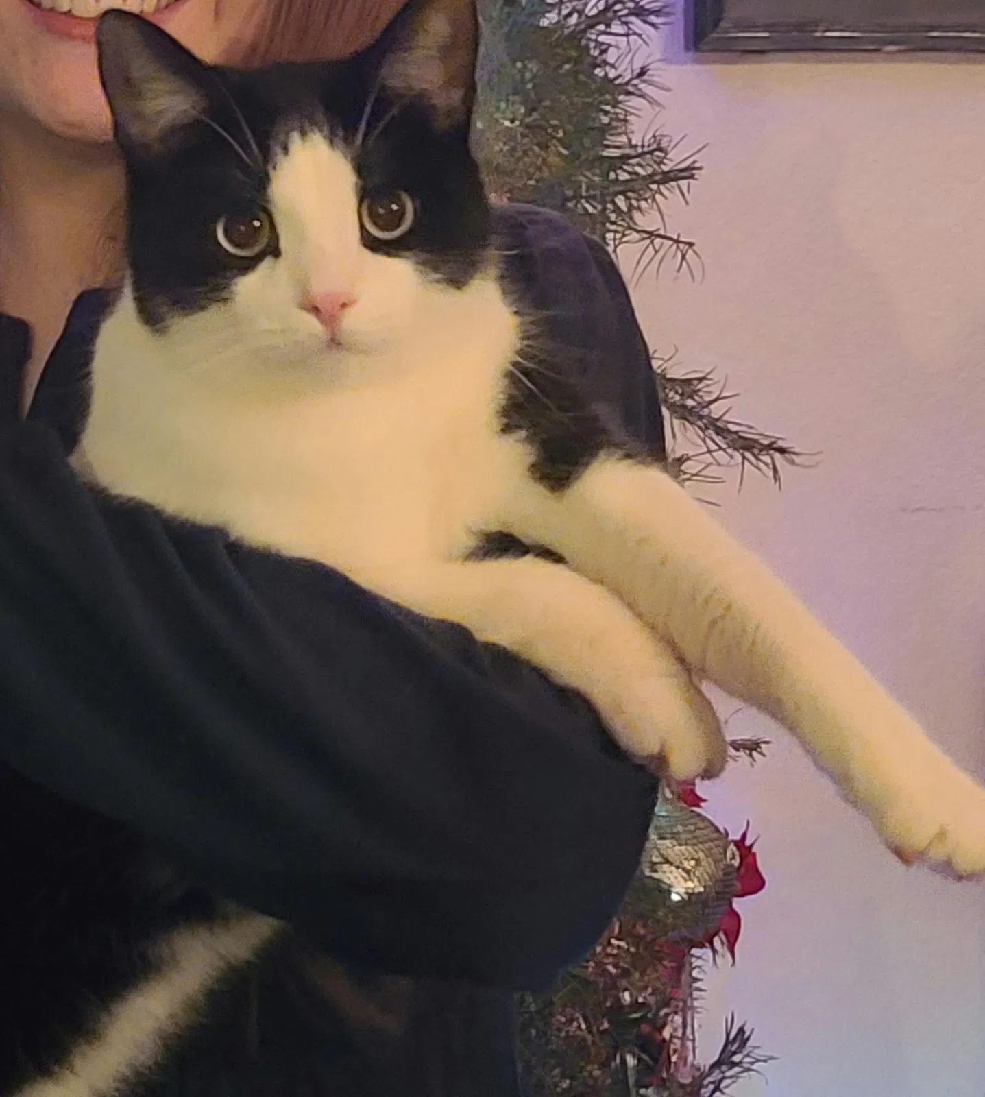 Lost cat in Lancaster, CA, 93536