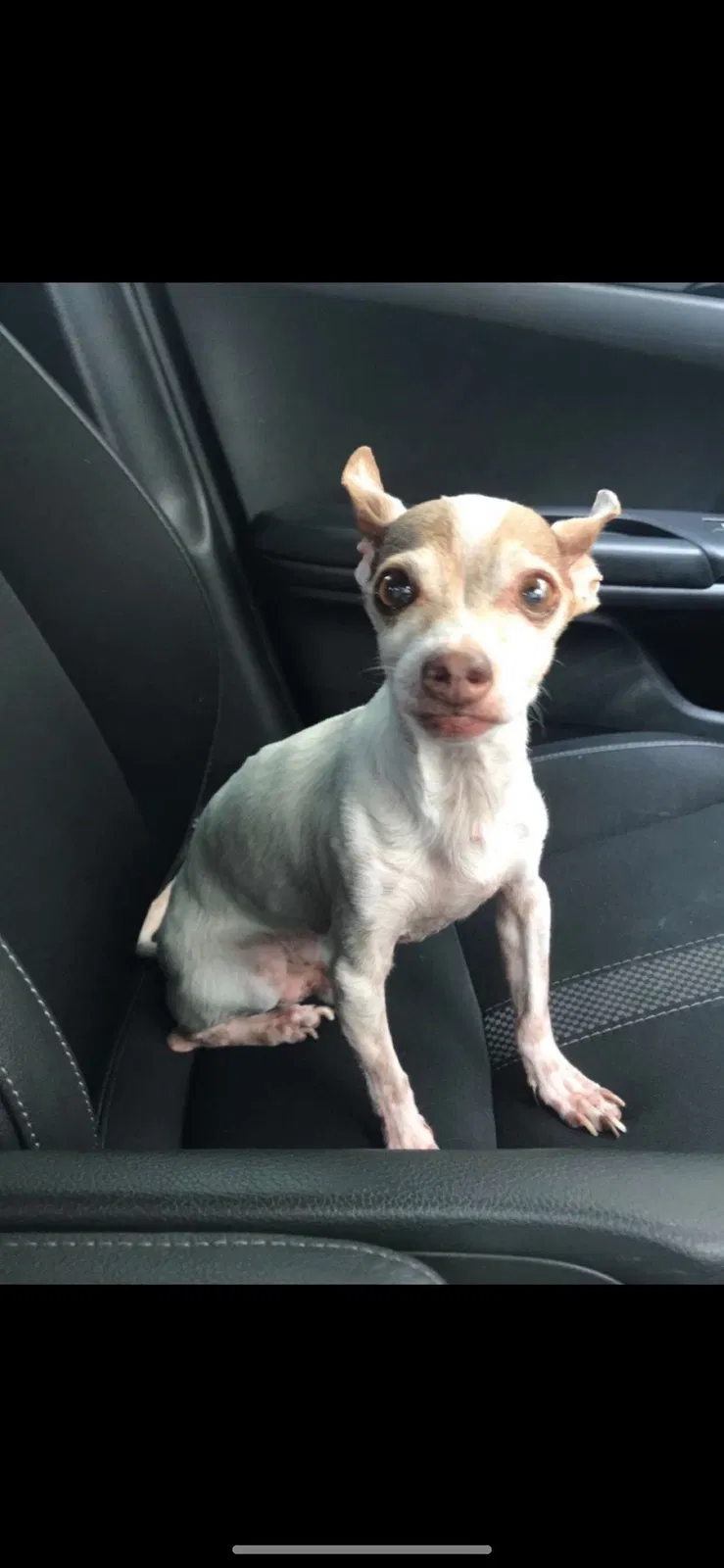 Lost dog in Houston, TX, 77079
