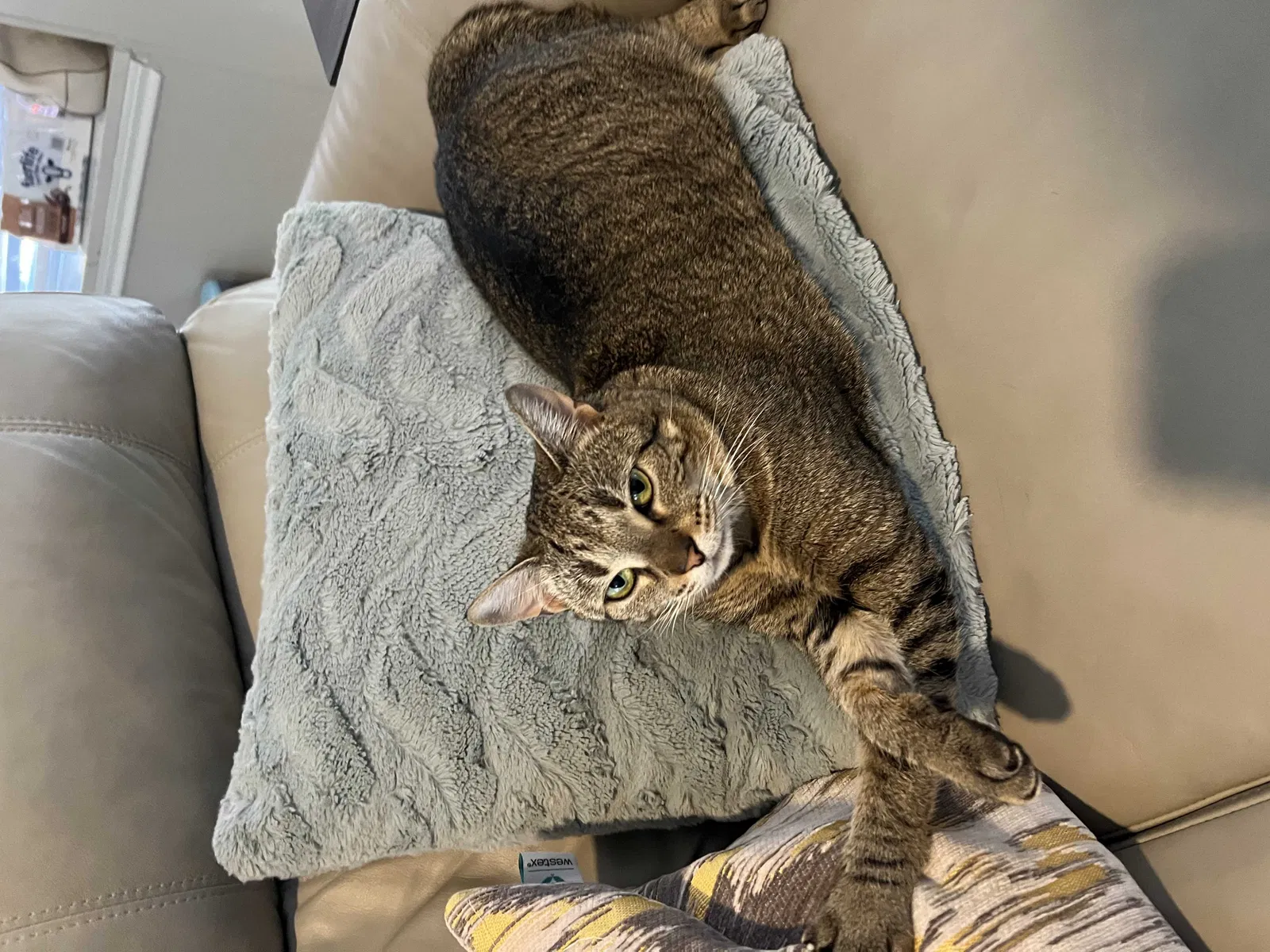 Lost cat in Round Rock, TX, 78665