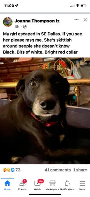 Lost dog in Dallas, TX, 75223