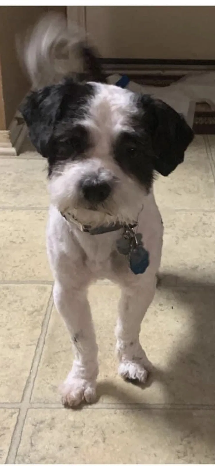Lost dog in Hutto, TX, 78634
