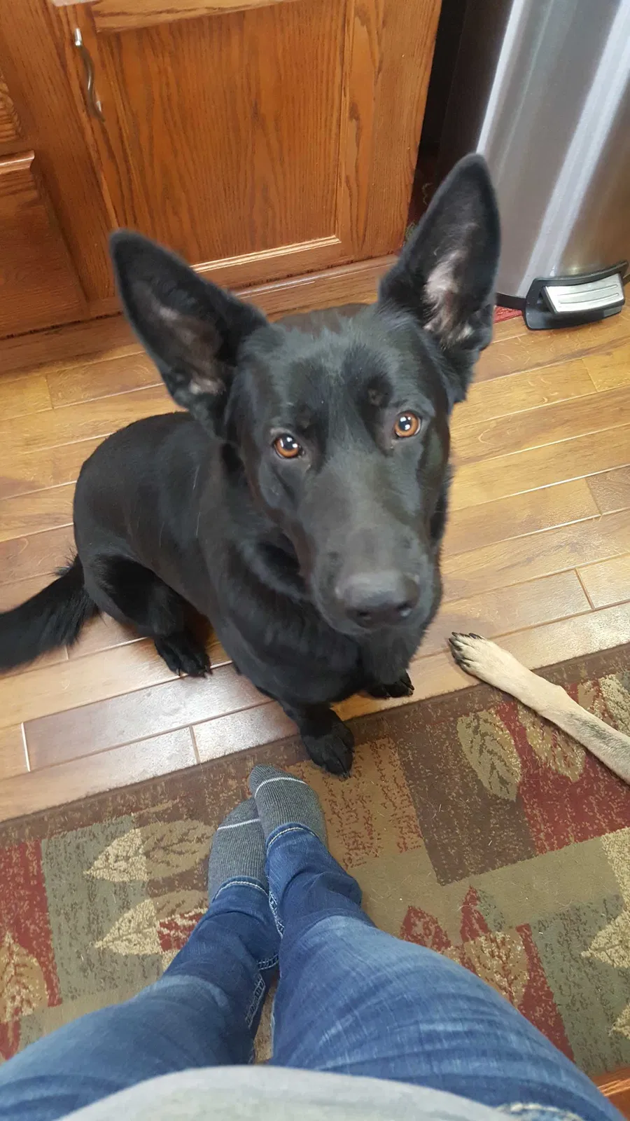 Lost dog in Titusville, FL, 32780