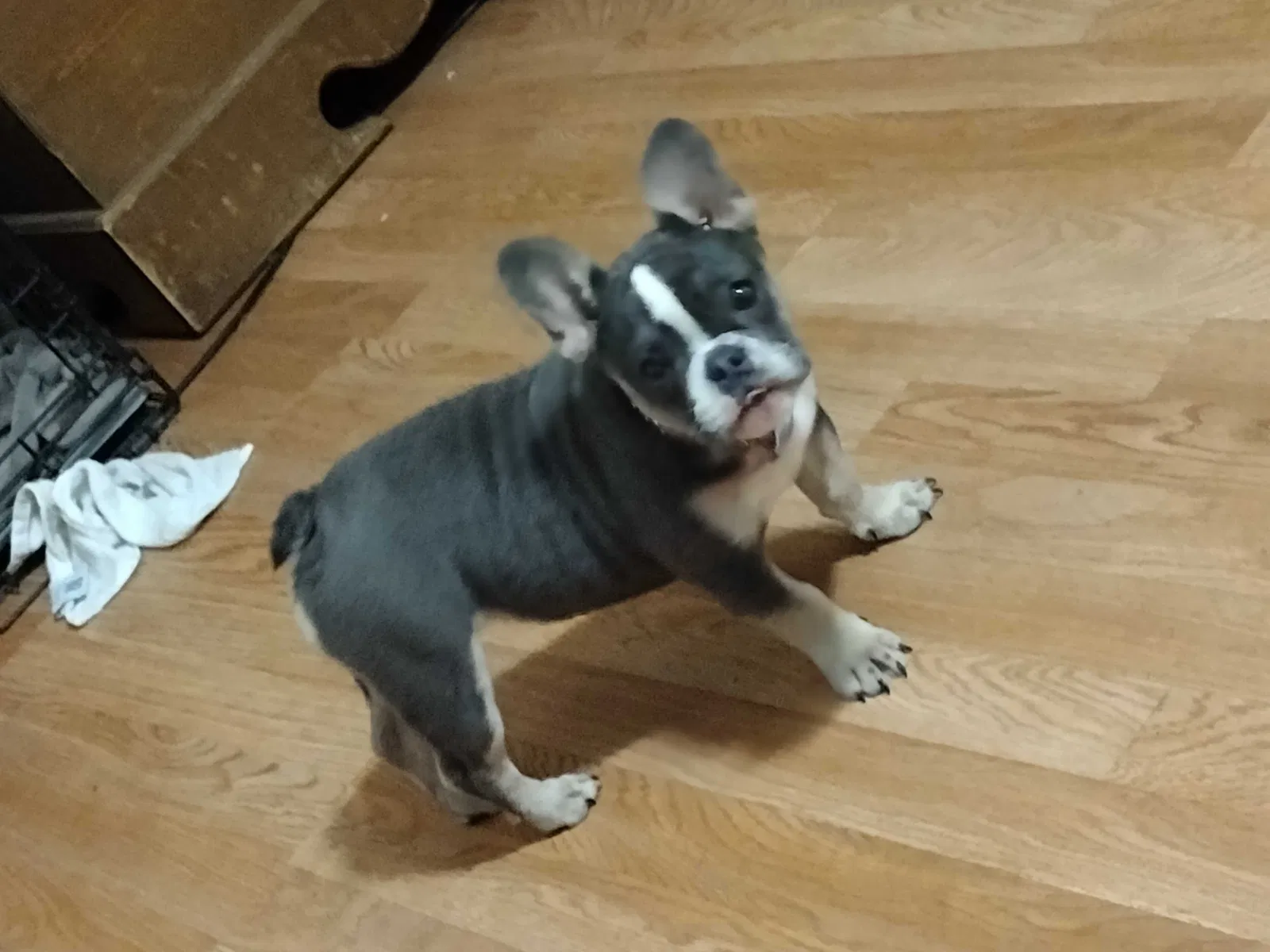 Lost dog in San Diego, CA, 92115