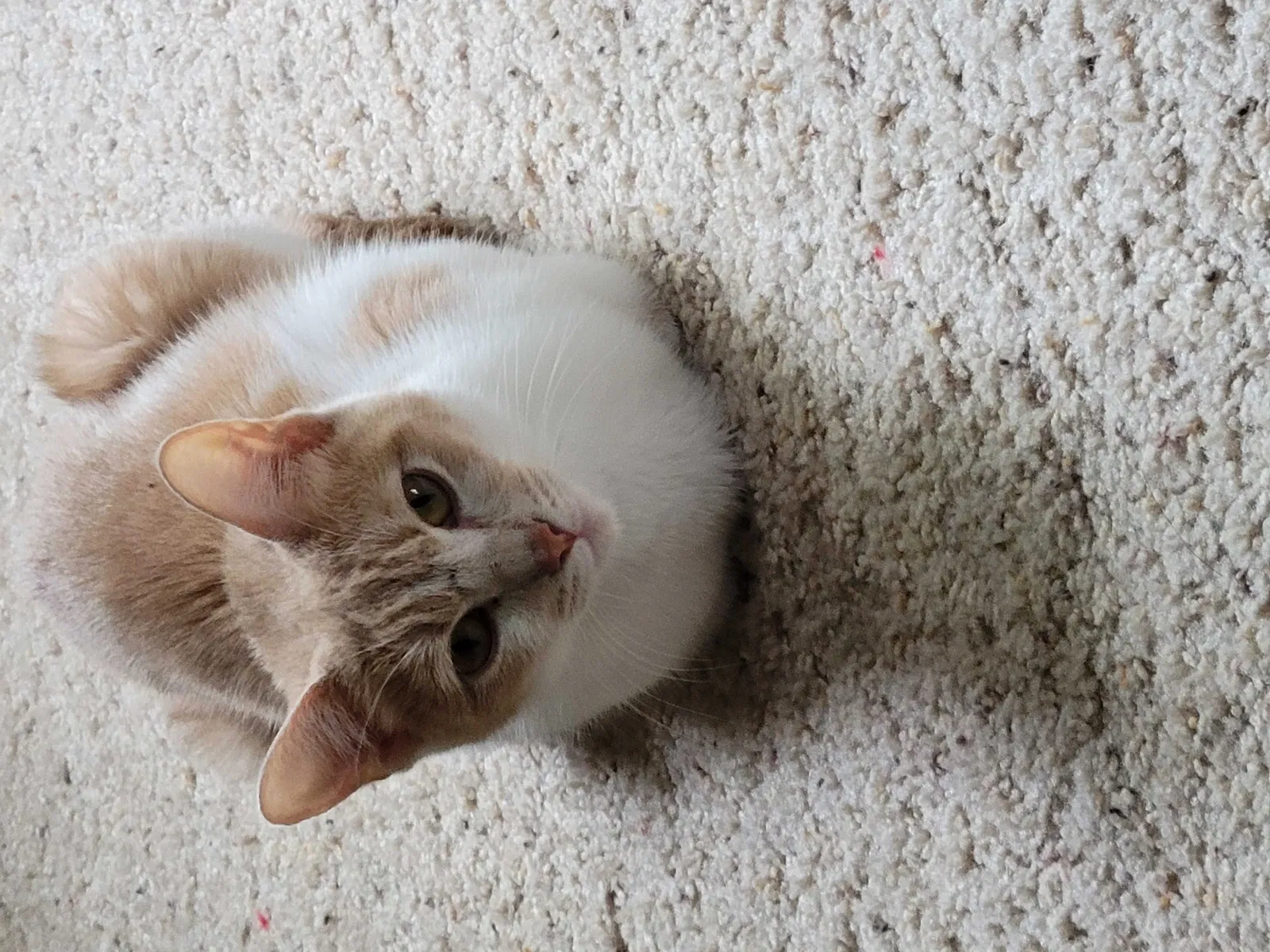 Lost cat in Derby, KS, 67037